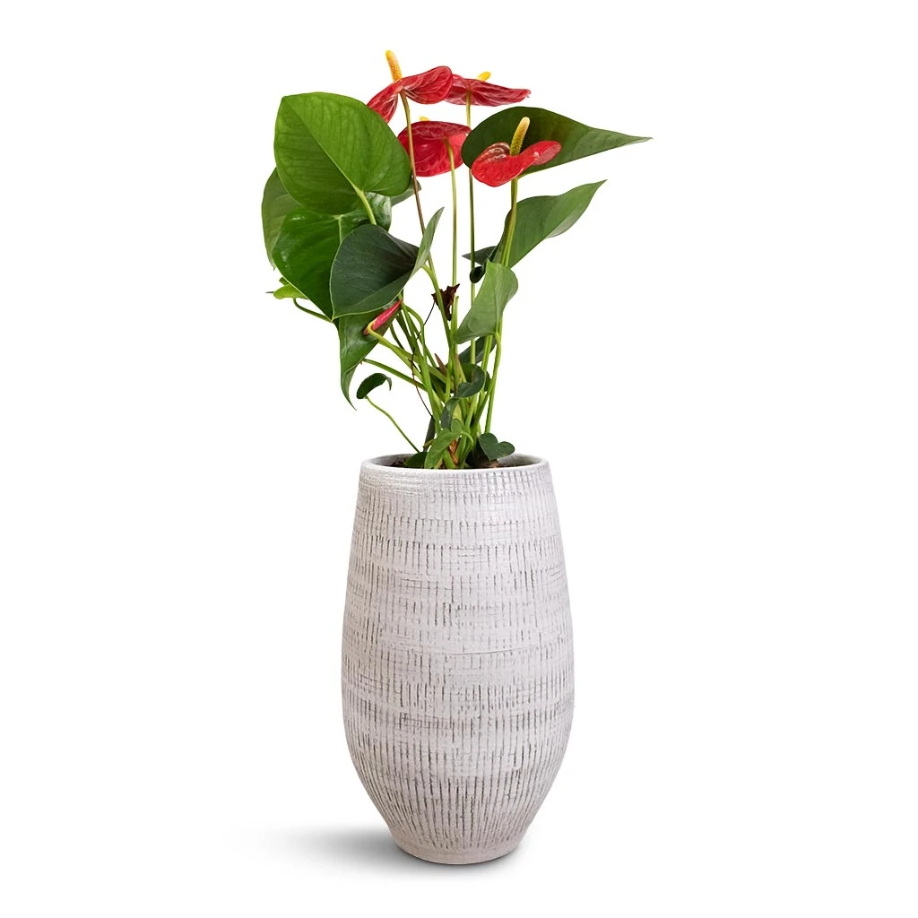 Ryan Plant Vase - White Black 3 Ryan Plant Vase - White Black - Image 3