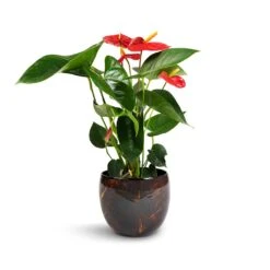 Anthurium - Flamingo Flower - Royal Red -Indoor Plants Anthurium Royal Champion Royal Red 12x40cm Vive Metal Plant Pots Set3 Lava smallest