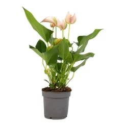 Anthurium - Flamingo Flower - Joli Peach -Indoor Plants Anthurium andraeanum Joli Peach