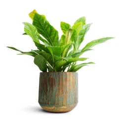 Anthurium Elipticum - Jungle Bush 13 Anthurium Elipticum - Jungle Bush -Indoor Plants Anthurium elipticum Jungle Bush 24x60m Caro Metal Plant Pot Copper Green 28x27cm