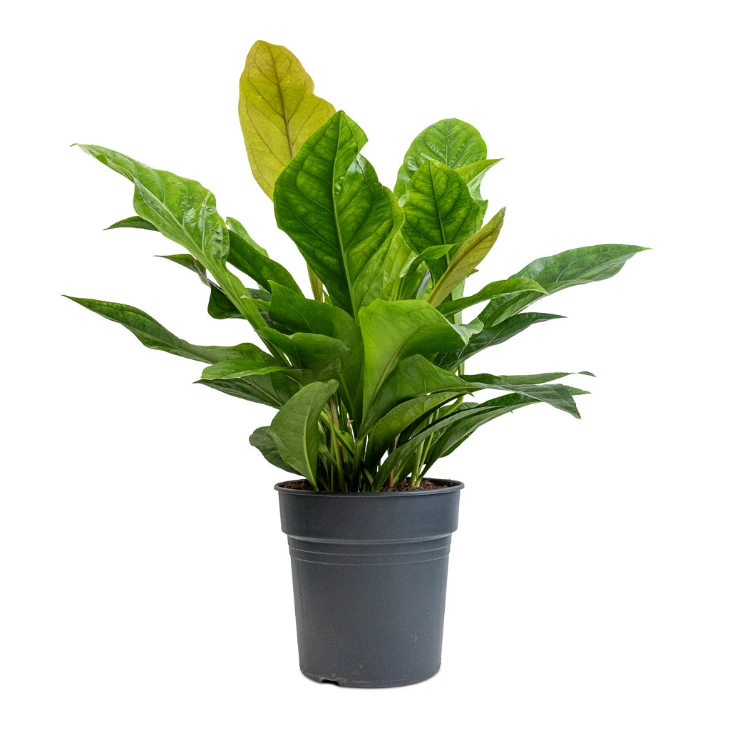 Anthurium Elipticum - Jungle Bush 3 Anthurium Elipticum - Jungle Bush - Image 3