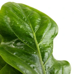 Anthurium Elipticum - Jungle Bush 12 Anthurium Elipticum - Jungle Bush -Indoor Plants Anthurium elipticum Jungle Bush SWATCH