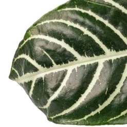 Aphelandra Squarrosa Botanica - Zebra Plant -Indoor Plants Aphelandra squarrosa Botanica Zebra Plant SWATCH 2