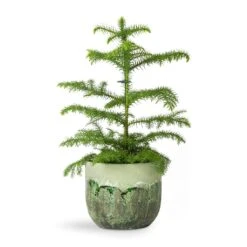 Moon Plant Pot - Jungle -Indoor Plants Araucaria heterophylla Norfolk Island Pine 14x45cm Moon Plant Pot Jungle 17x15cm fb565cb7 4e3c 4943 9c1c 7c6b5ba9d3f4