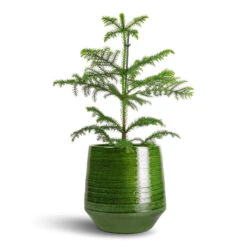 Remi Plant Pot - Green -Indoor Plants Araucaria heterophylla Norfolk Island Pine 14x45cm Remi Plant Pot Green 23x25cm b2da1568 eed6 4b78 a3f9 56caf6d65f83