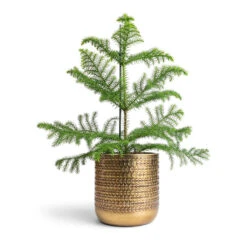 Solis Embossed Plant Pot - Gold 12 Solis Embossed Plant Pot - Gold -Indoor Plants Araucaria heterophylla Norfolk Island Pine 14x45cm Solis Embossed Plant Pot Gold 18x18cm c60d590a fbe8 4622 b442 f6cb17eca204