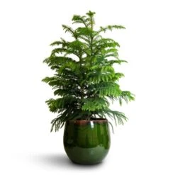 Charlotte Plant Pot - Green 31 Charlotte Plant Pot - Green -Indoor Plants Araucaria heterophylla Norfolk Island Pine 22x90cm Charlotte Plant Pot Green 29x25cm a69cf335 3e42 41e5 a2b8 955d6b7f21c6
