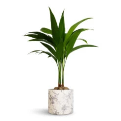 Lazzaro Plant Pot - Vintage Bird -Indoor Plants Areca catechu Betel Nut Palm 12x50cm Lazzaro Plant Pot Vintage Bird 15x13cm