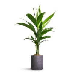 Puk Plant Pot - Black Washed -Indoor Plants Areca catechu Betel Nut Palm 12x50cm Puk Plant Pot Black Washed 15x15cm a04d62b4 ff93 4766 a0e3 59dc96f82342