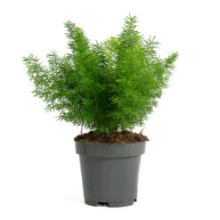 Asparagus Densiflorus Myersii - Foxtail Fern -Indoor Plants Asparagus densiflorus Myersii Foxtail Fern 12cm