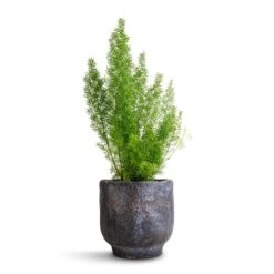 Asparagus Densiflorus Myersii - Foxtail Fern -Indoor Plants Asparagus densiflorus Myersii Foxtail Fern 12x30cm Dave Plant Pot Earth 14x13cm