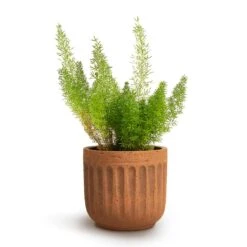 Asparagus Densiflorus Myersii - Foxtail Fern -Indoor Plants Asparagus densiflorus Myersii Foxtail Fern 12x30cm Duncan Plant Pot Rust 17x16cm 04603174 7d1b 435f b9fa f85663a12a4d