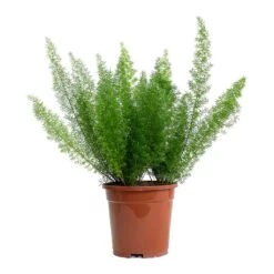 Asparagus Densiflorus Myersii - Foxtail Fern -Indoor Plants Asparagus densiflorus Myersii Foxtail Fern 17cm