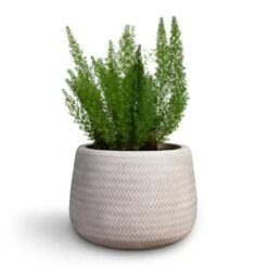 Angle Darcy Plant Pot - White -Indoor Plants Asparagus densiflorus Myersii Foxtail Fern 17x45cm Angle Darcy Plant Pot White 34.5x24cm 2