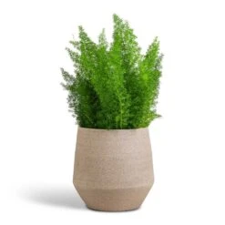 Asparagus Densiflorus Myersii - Foxtail Fern -Indoor Plants Asparagus densiflorus Myersii Foxtail Fern 17x60cm Humus Plant Pot Concrete 20x23cm
