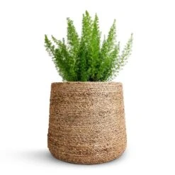 Patt Plant Pot - Straw Grass -Indoor Plants Asparagus densiflorus Myersii Foxtail Fern 17x60cm Patt Plant Pot Straw Grass 25x22cm beac3470 44b8 41b4 8186 ab9051782707