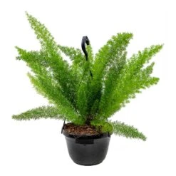 Asparagus Densiflorus Myersii - Foxtail Fern -Indoor Plants Asparagus densiflorus Myersii Foxtail Fern 20cm