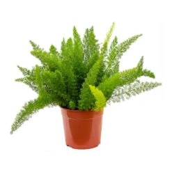 Asparagus Densiflorus Myersii - Foxtail Fern -Indoor Plants Asparagus densiflorus Myersii Foxtail Fern 27cm