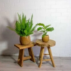 Asparagus Densiflorus Myersii - Foxtail Fern -Indoor Plants Asparagus densiflorus Myersii Foxtail Fern Calathea orbifolia mischa caramel plant pot e4d49e01 2bd8 4947 8f7b 7f7f5c325a3c