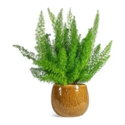 Asparagus Densiflorus Myersii - Foxtail Fern -Indoor Plants Asparagus densiflorus Myersii Foxtail Fern Mischa Plant Pot Caramel