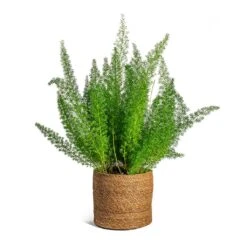 Asparagus Densiflorus Myersii - Foxtail Fern -Indoor Plants Asparagus densiflorus Myersii Foxtail Fern Stef Plant Baskets Set of 5 Camel c8f138dc 7860 445c bb25 cc89124c3d6b