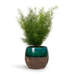 Asparagus Densiflorus Sprengeri - Emerald Feather Fern -Indoor Plants Asparagus densiflorus Sprengeri Emerald Feather Fern 12x30cm Lindy Plant Pot Black Green 19x16cm