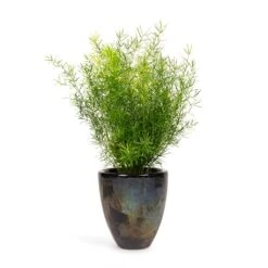 Asparagus Densiflorus Sprengeri - Emerald Feather Fern -Indoor Plants Asparagus densiflorus Sprengeri Emerald Feather Fern 12x30cm Livin Beauty Flowerpot Black Silver Smooth 15x17cm