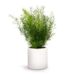 Asparagus Densiflorus Sprengeri - Emerald Feather Fern -Indoor Plants Asparagus densiflorus Sprengeri Emerald Feather Fern 12x30cm Puk Planter Matt White 15x15cm