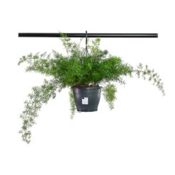 Asparagus Densiflorus Sprengeri - Emerald Feather Fern -Indoor Plants Asparagus densiflorus Sprengeri Emerald Feather Fern 19cm