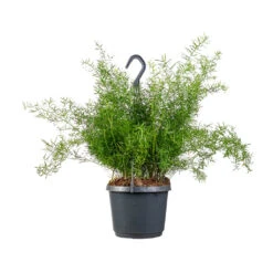Asparagus Densiflorus Sprengeri - Emerald Feather Fern -Indoor Plants Asparagus densiflorus Sprengeri Emerald Feather Fern 19x60cm