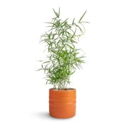 Asparagus Falcatus - Sicklethorn -Indoor Plants Asparagus falcatus Sicklehorn 12x40cm Hadleigh Plant Pot Amber 14x13cm b7ce8b90 1041 49db a029 51447dc30899