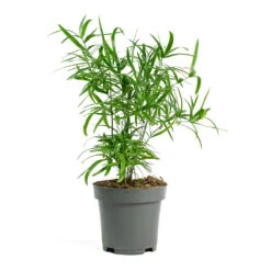 Asparagus Falcatus - Sicklethorn -Indoor Plants Asparagus falcatus Sicklethorn 12cm New