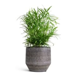Asparagus Falcatus - Sicklethorn -Indoor Plants Asparagus falcatus Sicklethorn 12x40cm Norell Plant Pot Latte Brown 15x13cm 45af337a e494 468c 94ea 054139d40b5d