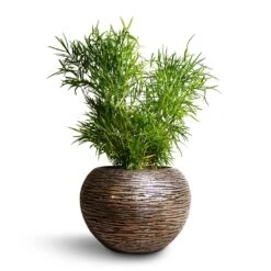 Luxe Lite Wrinkle Globe Planter - Bronze -Indoor Plants Asparagus falcatus Sicklethorn 17x45cm Luxe Lite Wrinkle Globe Planter Bronze 33x24cm 4865951d 32cd 46d4 9b81 105ca6d35390