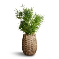 Asparagus Falcatus - Sicklethorn -Indoor Plants Asparagus falcatus Sicklethorn 17x45cm Siona Wikr Plant Baskets Set3 Natural 2e6ed18d 5a7f 43aa bf42 5b81f14d0abd