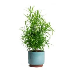 Malibu Plant Pot - Blue -Indoor Plants Asparagus falcatus Sicklethorn Malibu Plant Pot 72c99a65 1c7f 4626 b9c3 09019c94725a