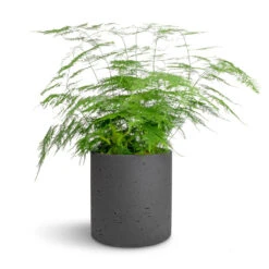 Puk Plant Pot - Black Washed -Indoor Plants Asparagus setaceus Lace Fern 21x50cm Puk Plant Pot Black Washed 25x25cm 0e735bee 66dd 42bb 8f1c dc8b60022cb3