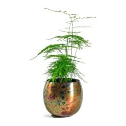 Kian Metal Plant Pots - Set Of 3 - Large - Sky Burn -Indoor Plants Asparagus setaceus Lace Fern Kian Metal Plant Pots Set of 3 Large Sky Burn 5a4f7898 3bd3 467e 8bf2 18f6960f7d26