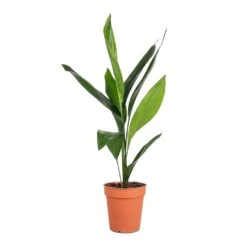 Aspidistra - Cast Iron Plant 22 Aspidistra - Cast Iron Plant -Indoor Plants Aspidistra Cast Iron Plant 13x50cm 4