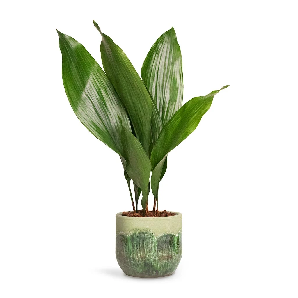 Aspidistra - Cast Iron Plant 1 Aspidistra - Cast Iron Plant