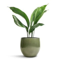 Aspidistra - Cast Iron Plant 26 Aspidistra - Cast Iron Plant -Indoor Plants Aspidistra Cast Iron Plant 13x50cm Zembla Plant Pot Green 18x16cm