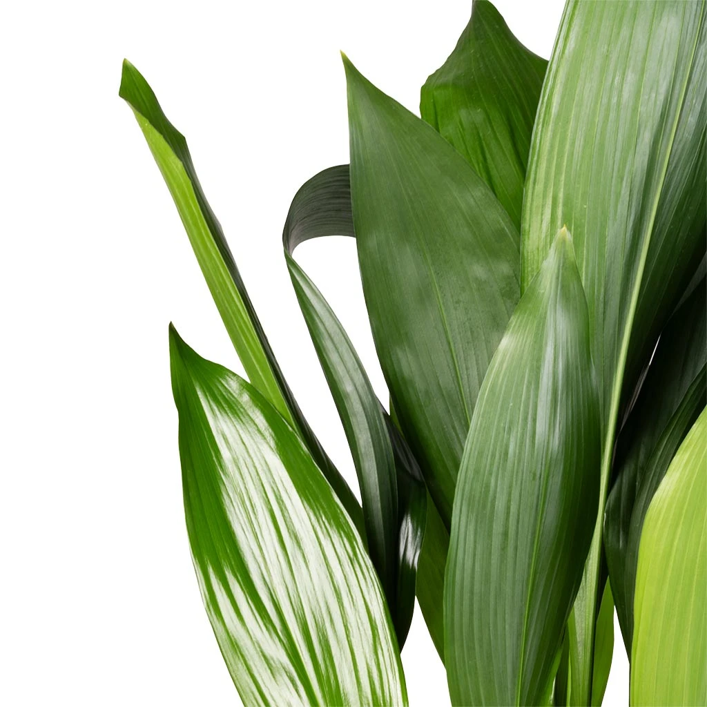 Aspidistra - Cast Iron Plant 2 Aspidistra - Cast Iron Plant - Image 2