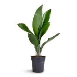 Aspidistra - Cast Iron Plant 24 Aspidistra - Cast Iron Plant -Indoor Plants Aspidistra Cast Iron Plant 15x60cm 99aef96f a9bd 424d 852b 74f9dbbdc04a