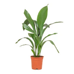 Aspidistra - Cast Iron Plant 30 Aspidistra - Cast Iron Plant -Indoor Plants Aspidistra Cast Iron Plant 17x70cm
