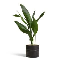 Hadleigh Plant Pot - Charcoal -Indoor Plants Aspidistra Cast Iron Plant 17x70cm Hadleigh Plant Pot Charcoal 20x17.5cm 4b0a8f08 6716 4a5f 9c8f 049328a1ff68