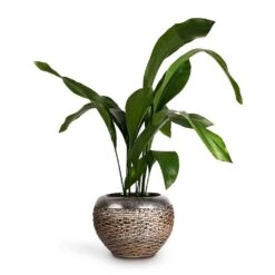 Luxe Lite Layer Globe Planter - Bronze -Indoor Plants Aspidistra Cast Iron Plant 17x80cm Luxe Lite Layer Globe Planter Bronze 28x20cm