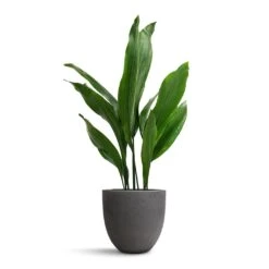 Aspidistra - Cast Iron Plant 35 Aspidistra - Cast Iron Plant -Indoor Plants Aspidistra Cast Iron Plant 19x80cm Mini Jesslyn Plant Pot Black Washed 25x21cm
