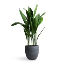 Aspidistra - Cast Iron Plant 36 Aspidistra - Cast Iron Plant -Indoor Plants Aspidistra Cast Iron Plant 24x110cm Angle Couple Plant Pot Grey 30x28cm 6aa06c57 69aa 4e4d af04 a78dc3c92abe