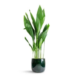 Aspidistra - Cast Iron Plant 39 Aspidistra - Cast Iron Plant -Indoor Plants Aspidistra Cast Iron Plant 24x110cm Babet Plant Pot Pine 27x23cm