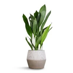 Harley Plant Pot - Ridged White Stripe 13 Harley Plant Pot - Ridged White Stripe -Indoor Plants Aspidistra Cast Iron Plant 24x110cm Harley Cement Stone Plant Pot Granite Grey 37x34cm